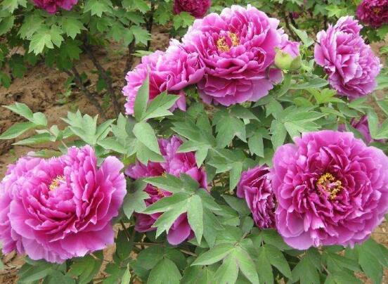 牡丹花爛根怎么辦，牡丹花爛根解決辦法