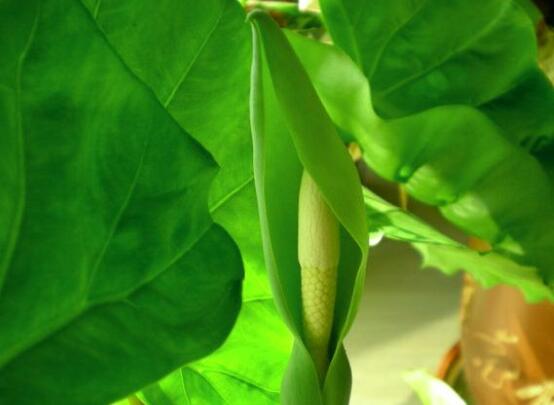 龜背竹怎么修剪，龜背竹修剪方法