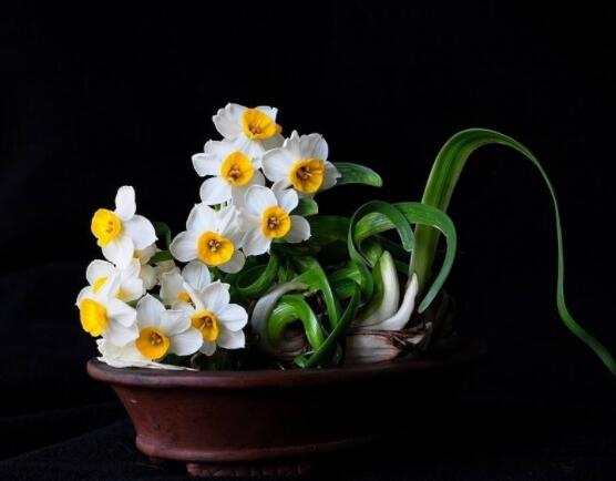 水仙花代表什么含義，純潔的愛(ài)情、吉祥祝福