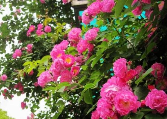 薔薇花繁殖，薔薇花繁殖方法