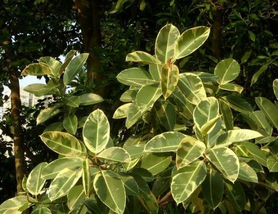 橡皮樹(shù)常見(jiàn)品種，盤點(diǎn)最好看的五大種類