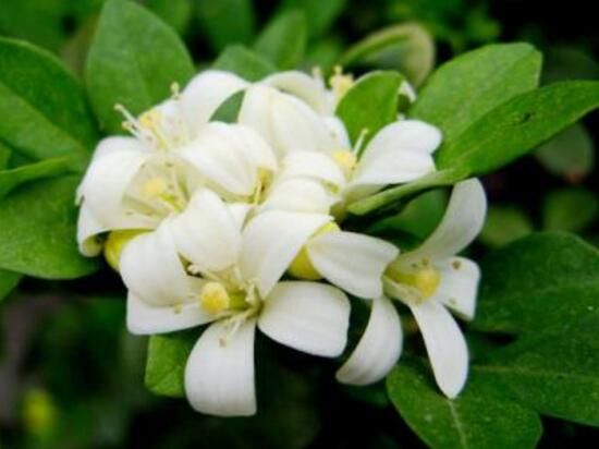 九里香什么時候開花，九里香一年開幾次花(七月盛開)