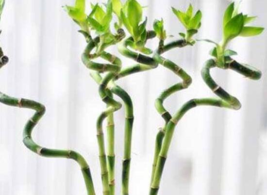 富貴竹怎么修剪，富貴竹修剪方法圖解