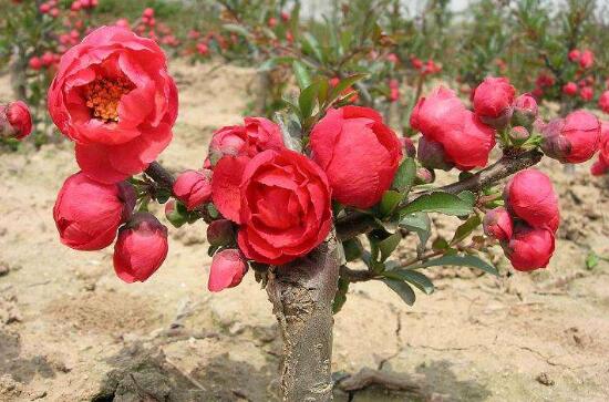 海棠花怎么養(yǎng)，海棠花的養(yǎng)殖方法和注意事項(xiàng)