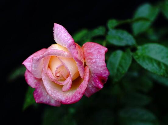 月季花的資料，享譽(yù)中國(guó)的花中皇后