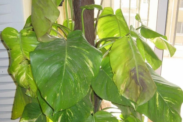 綠蘿蔫了怎么辦，減少水分和光照(保證通風(fēng)稀釋肥害)