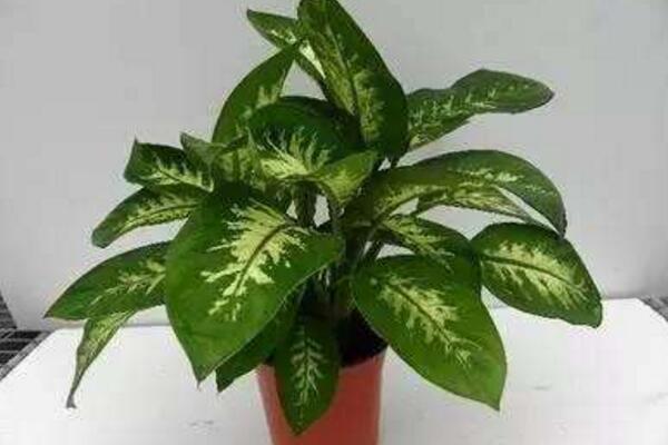 粉色花葉萬年青有毒嗎，家中有小孩子不建議養(yǎng)殖