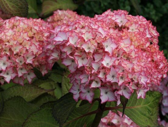 繡球怎么澆水，做好四個要點可生長青翠碧綠