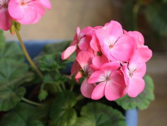 天竺葵最貴的品種，每個品種都獨具一格