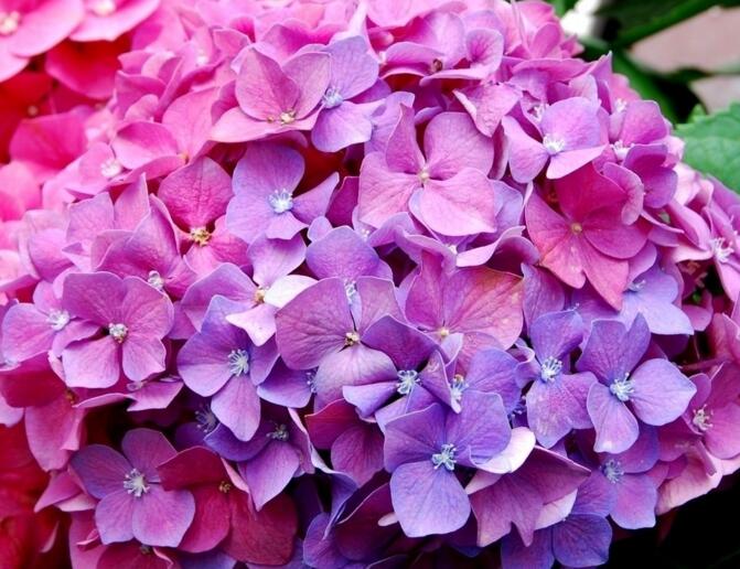 繡球花移栽注意事項(xiàng)，四個(gè)步驟保你順利移栽成功