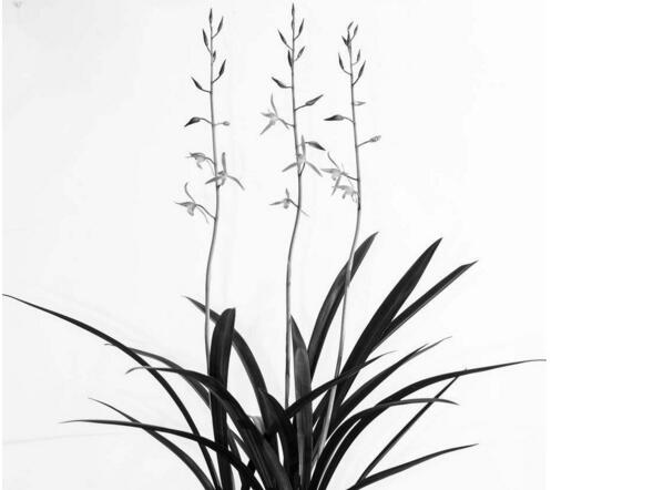 十種名貴的蘭花品種，素冠荷鼎拍出千萬(wàn)高價(jià)