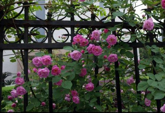 家庭種植薔薇花有什么好處，薔薇花是綠花遮陰的好幫手