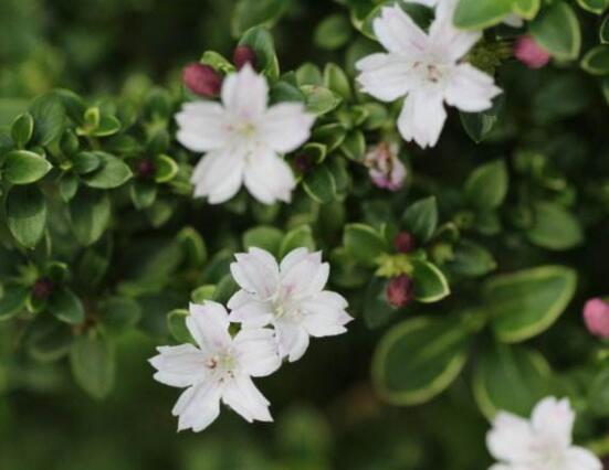 六月雪葉子發(fā)黑脫落怎么辦，做好三個(gè)要點(diǎn)即可恢復(fù)綠意