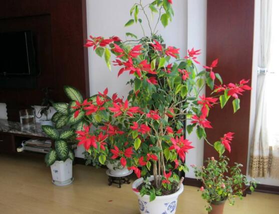 一品紅的四季怎么養(yǎng)，一品紅的四季養(yǎng)護方法