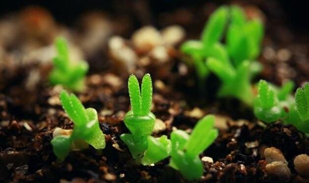 碧光環(huán)怎么繁殖，分播種和扦插兩種方法