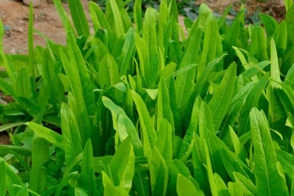 油麥菜生長(zhǎng)溫度