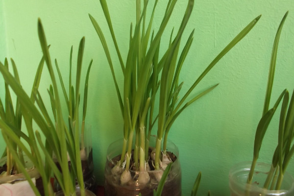 室內(nèi)蒜黃的種植方法，在低溫季節(jié)播種成活率較高