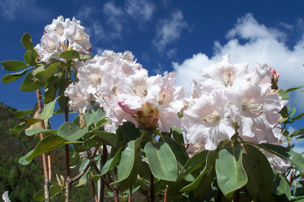 杜鵑花開(kāi)花后怎么修剪