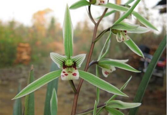 蘭花的種類有哪些，蘭花品種及圖片大全