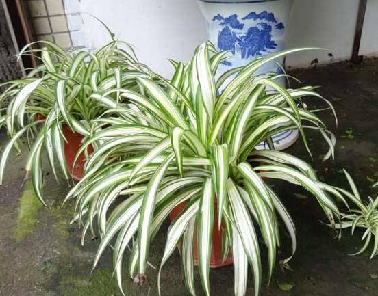 金心吊蘭怎么繁殖，扦插繁殖最為簡(jiǎn)單實(shí)用(存活率高)