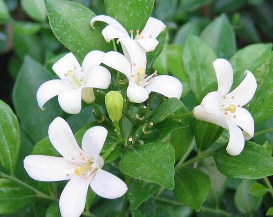 盆栽九里香的養(yǎng)殖方法，老農(nóng)教你七個最實用基本方法