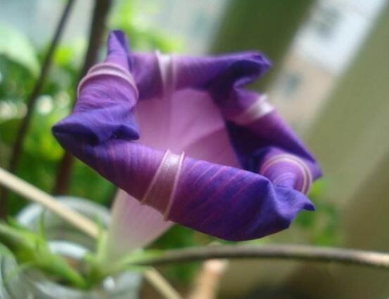 牽?；梢运鄦?，牽牛花水培方法