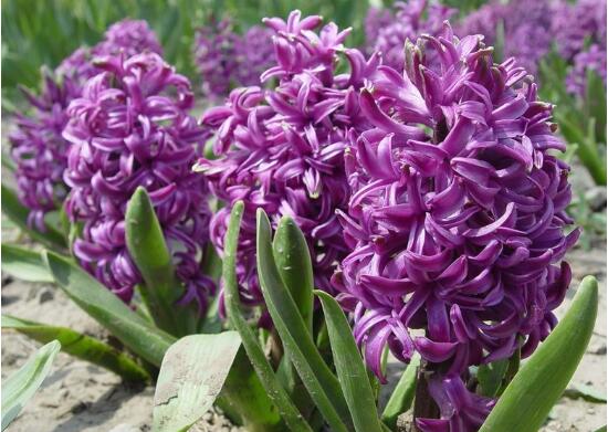 風(fēng)信子有什么藥用價(jià)值，風(fēng)信子的功效與作用