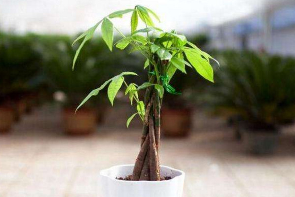 發(fā)財樹修剪方法