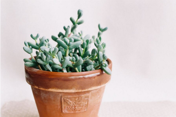 多肉出錦什么意思，在生長過程中產(chǎn)生的變異