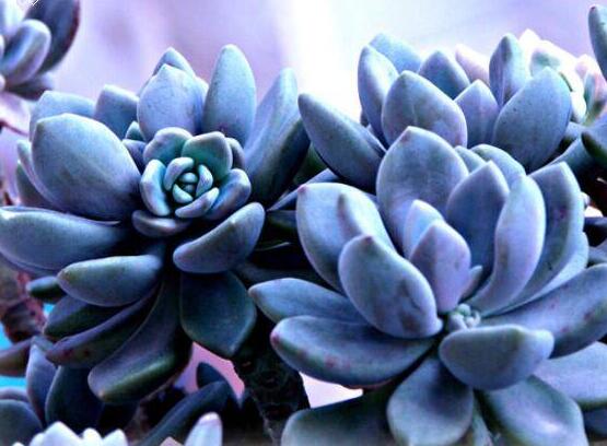 寶石花有哪些功效，美容養(yǎng)顏治便秘