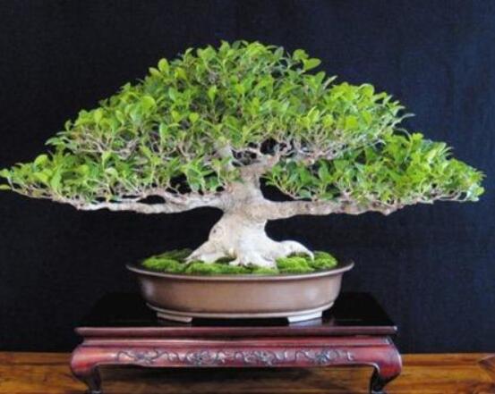 榕樹盆景為什么掉葉，四種原因以及解決辦法