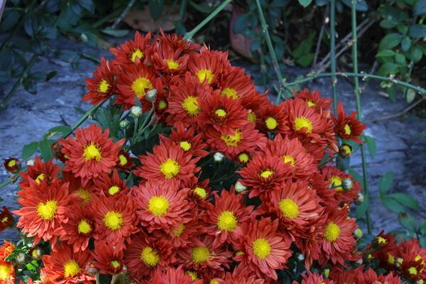 如何延長(zhǎng)菊花的花期，保證養(yǎng)分以及光照充足