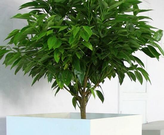 平安樹有什么好處，平安樹的功效與作用