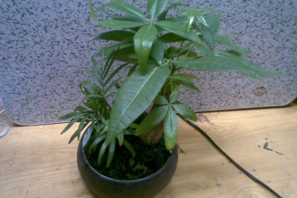 發(fā)財(cái)樹葉子發(fā)黃怎么回事，光照過強(qiáng)/土壤不適/澆水過多