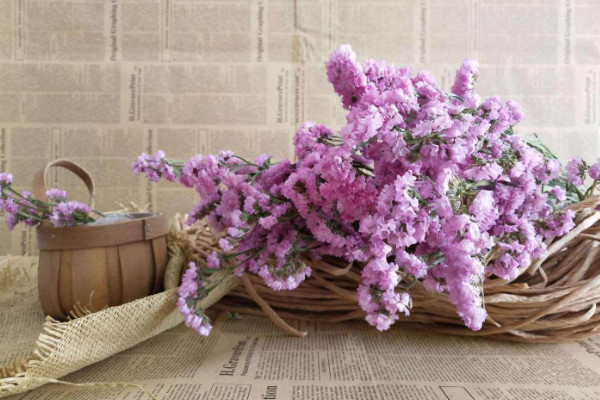 勿忘我不同顏色的花語(yǔ)，紫色代表浪漫黃色代表朝氣