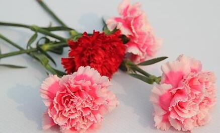 康乃馨用什么肥料，康乃馨肥料推薦(康乃馨營養(yǎng)液)