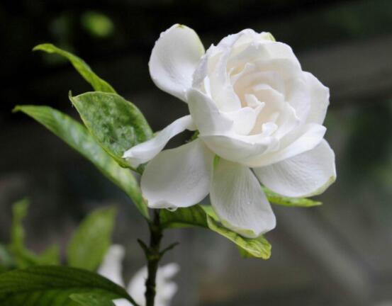 梔子花葉子蔫了怎么辦，四種原因以及解決辦法