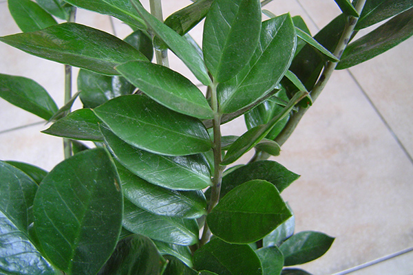 金錢樹每月管理要點(diǎn)