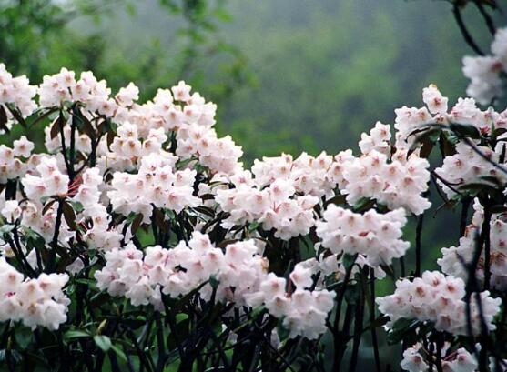 杜鵑花品種大全，杜鵑花十大最美品種