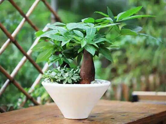 平安樹和發(fā)財(cái)樹一樣嗎，平安樹和發(fā)財(cái)樹哪個(gè)好