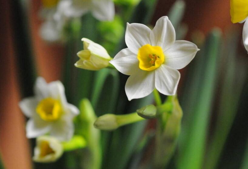 水仙花如何澆水，養(yǎng)殖方法不同澆水方法也不同