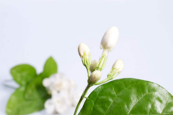 家里為什么不能種茉莉，香味過(guò)濃寓意不好