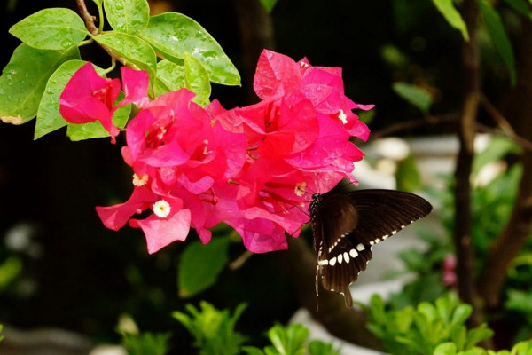 三角梅掉葉子怎么回事，光照過強導(dǎo)致其葉片掉落