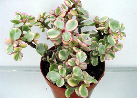 雅樂之舞夏天怎么養(yǎng)，主要注意做好遮陰降溫措施