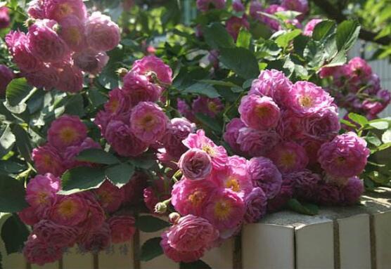 薔薇花的養(yǎng)殖方法，掌握八大方法就可養(yǎng)好