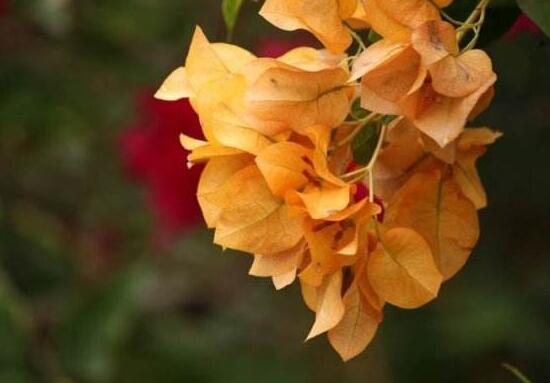 三角梅的風水作用有哪些，三角梅的功效與作用