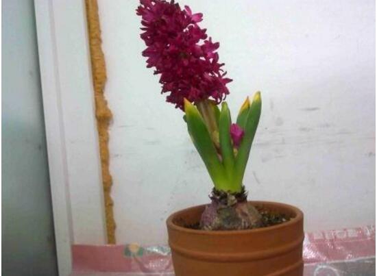 風(fēng)信子葉子發(fā)黃怎么辦，教你五種緊急處理方法