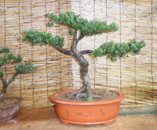 羅漢松施肥技巧，只需要五個(gè)步驟養(yǎng)的郁郁蔥蔥