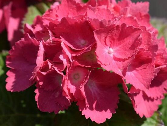 繡球花有哪些品種，繡球花品種圖片大全