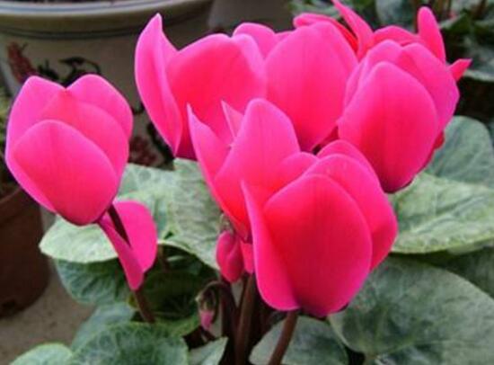 仙客來(lái)的作用有哪些，能夠起到一定的觀賞作用